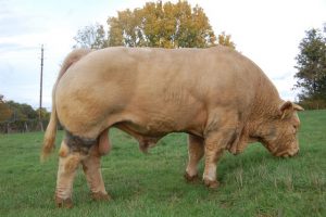 Taureau Sublime CE 71