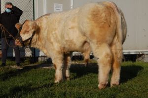Taureau Tout va bien