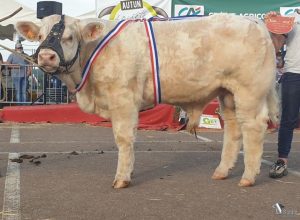 Taureau primé en concours avec sa rosette