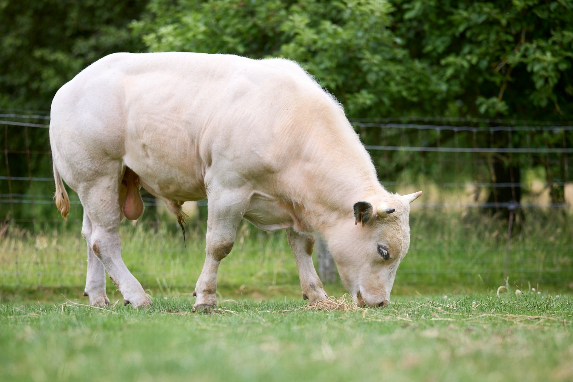 Taureau Charolais de l'association dans une prairie au lever du jour