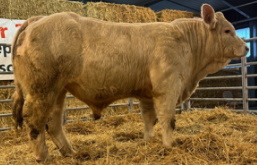 Taureau ARTHUS