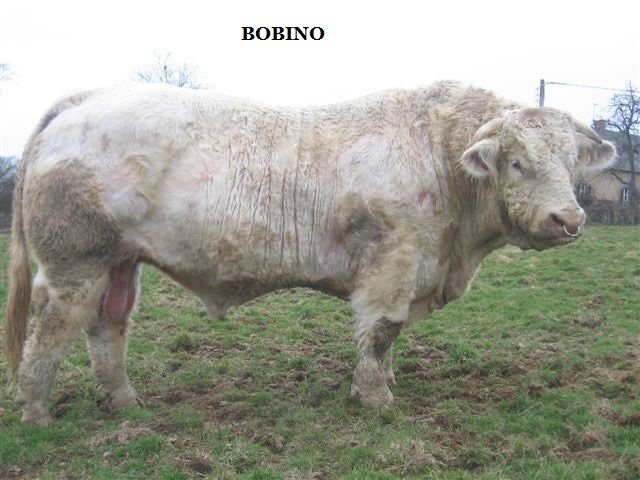 Taureau BOBINO