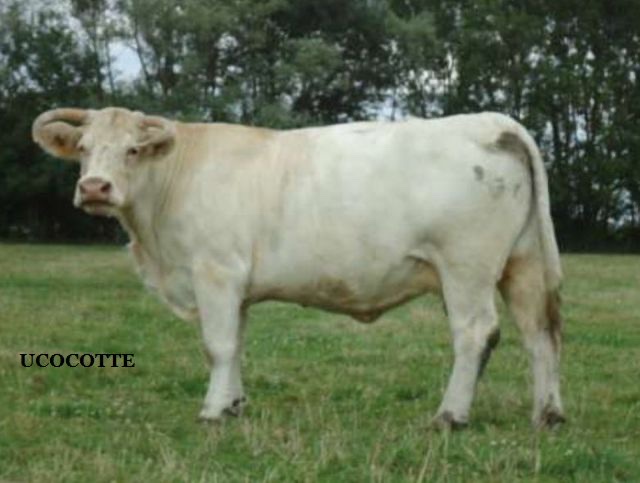 Mère de Bobino