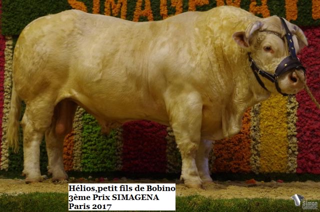 Production de BOBINO — photo 3