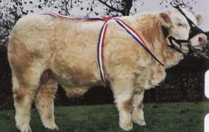 Taureau CRISTAL