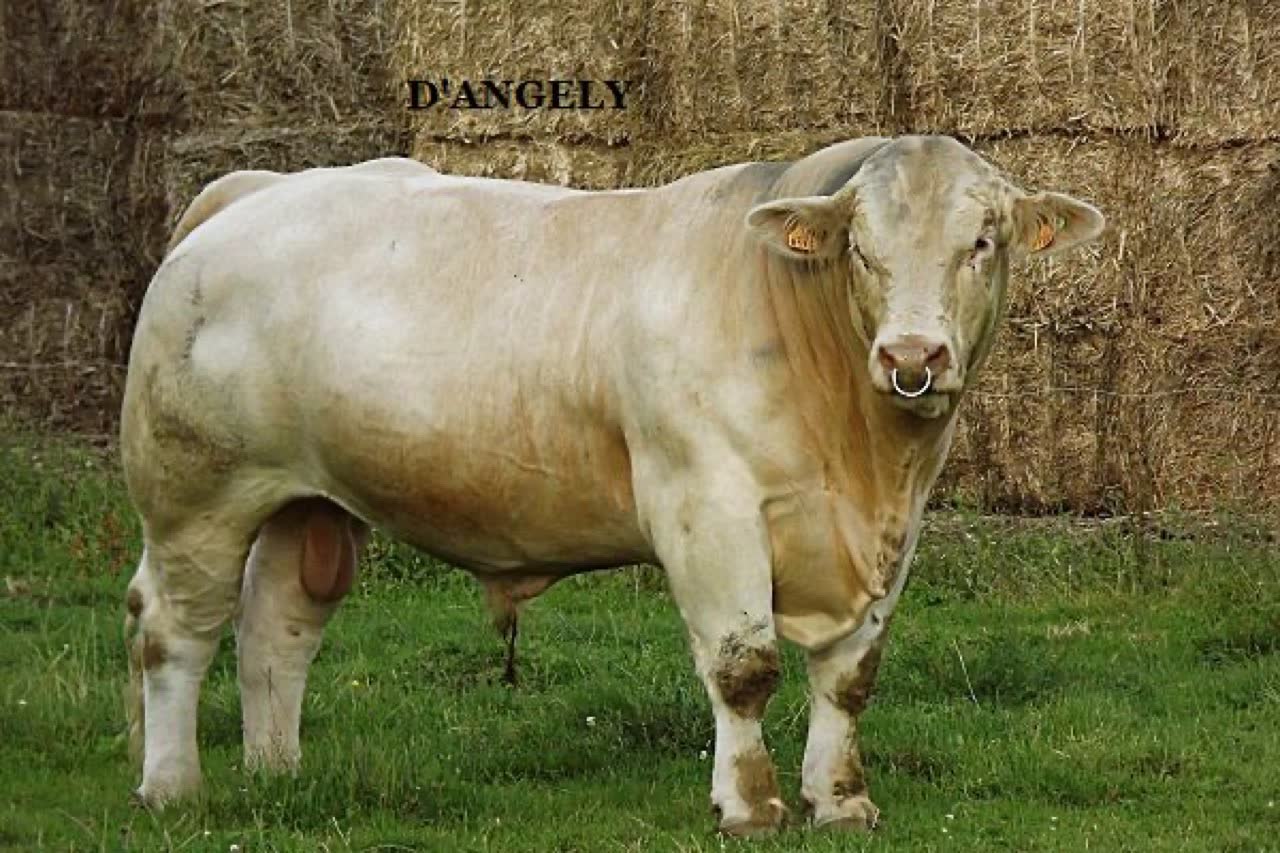 D'ANGÉLY — photo 2