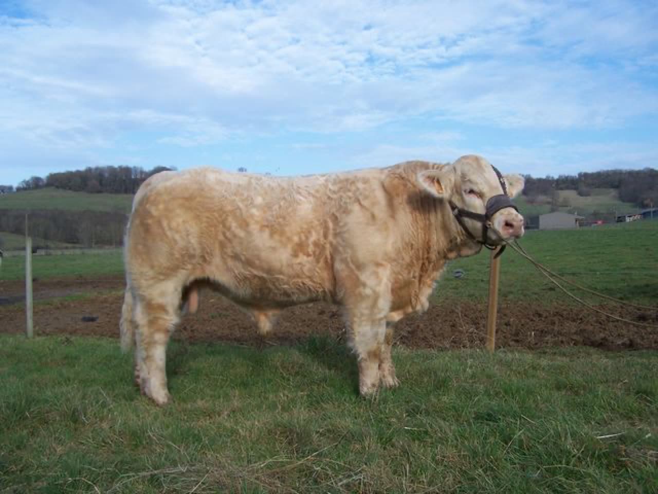 Taureau D'ANGÉLY