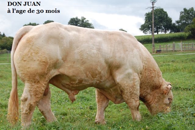 Taureau DON JUAN