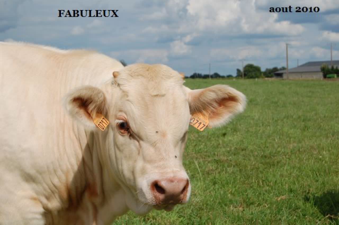 FABULEUX — photo 2