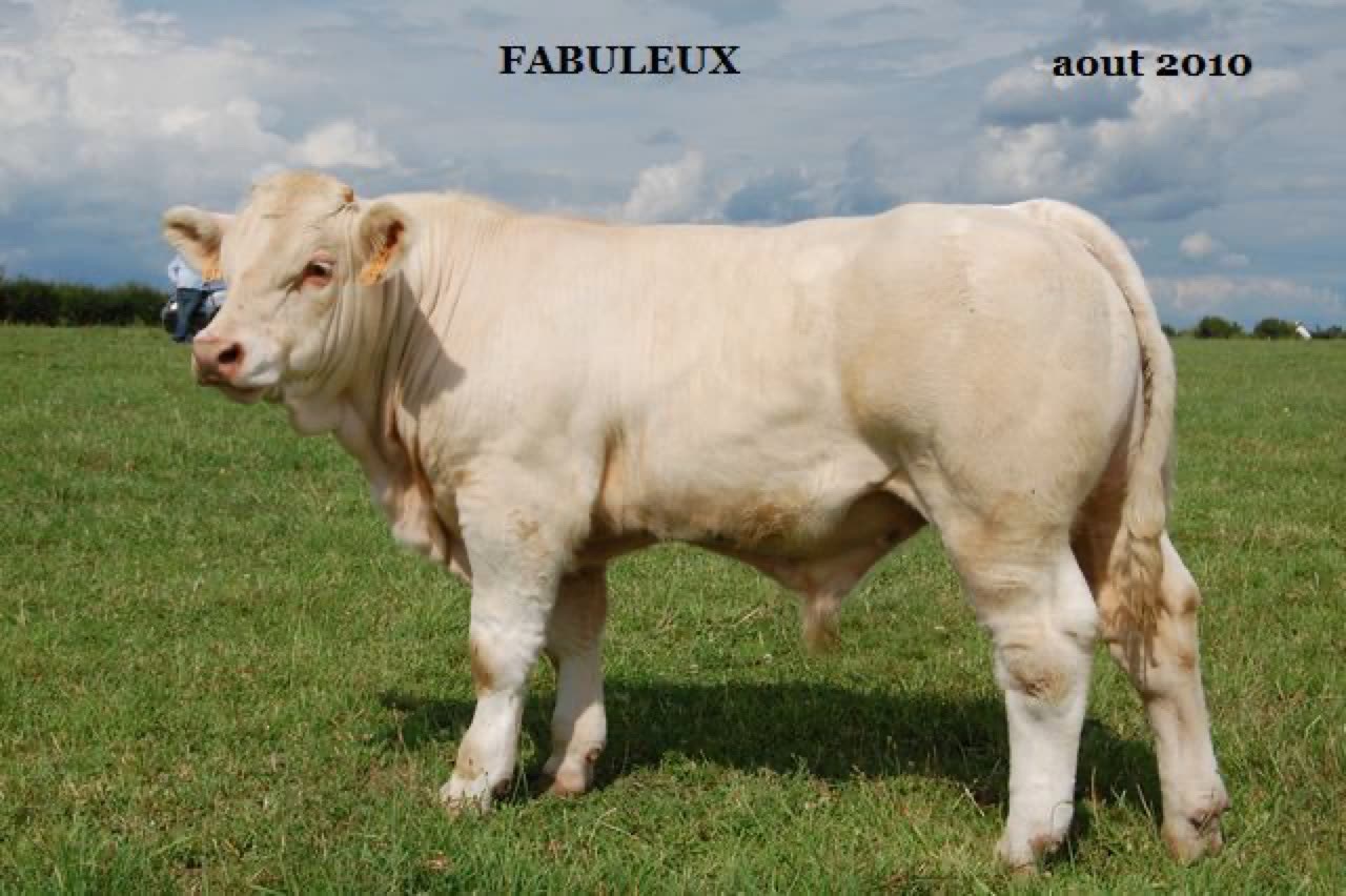 Taureau FABULEUX