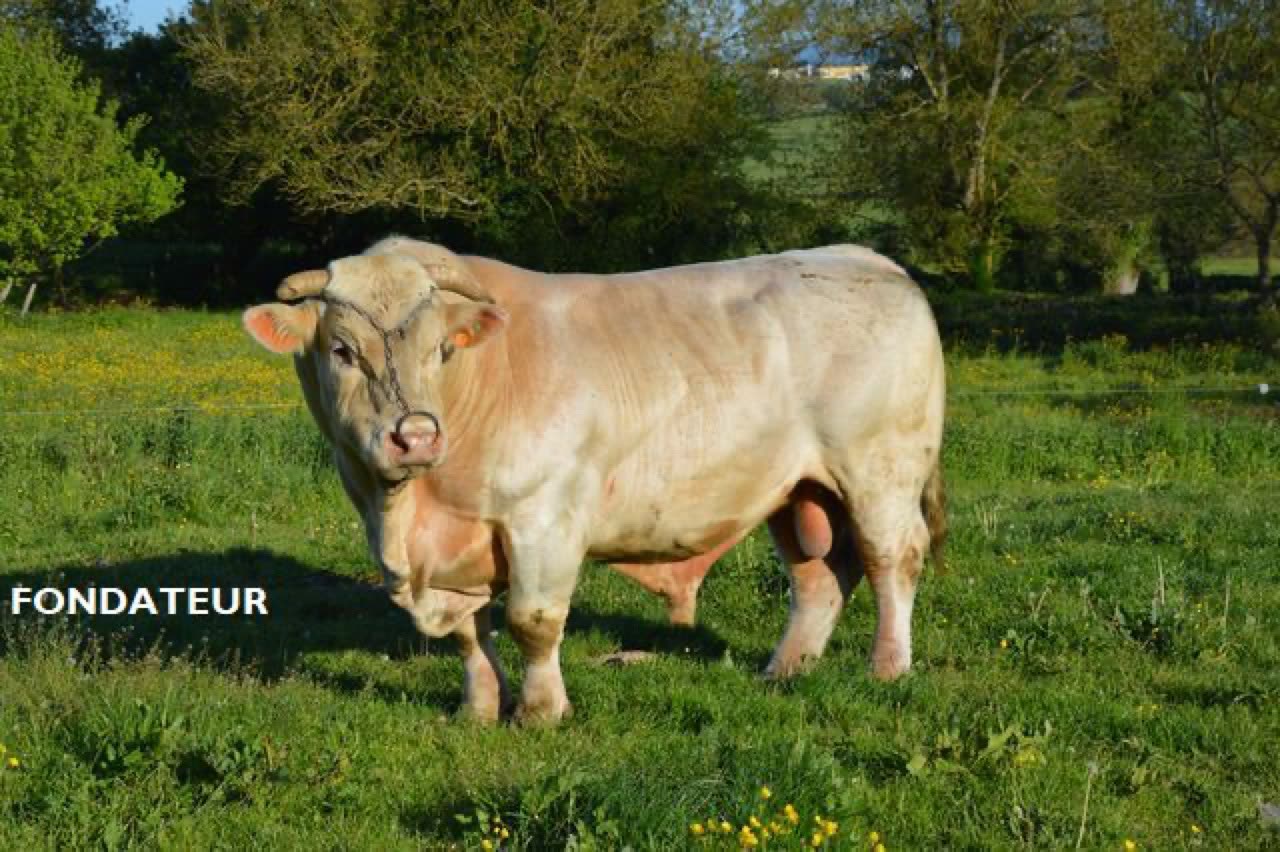 Taureau FONDATEUR