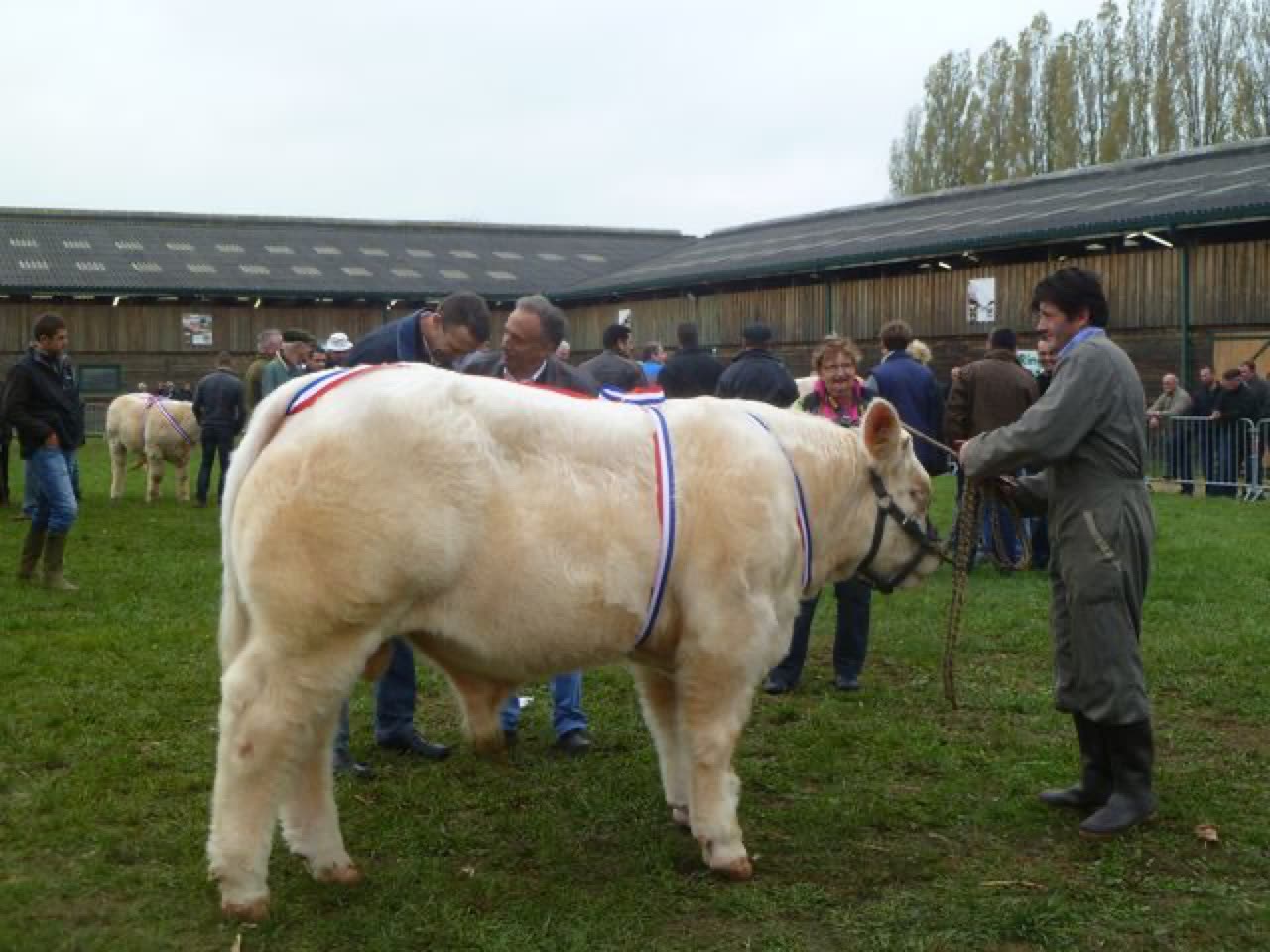 Taureau HONNEUR
