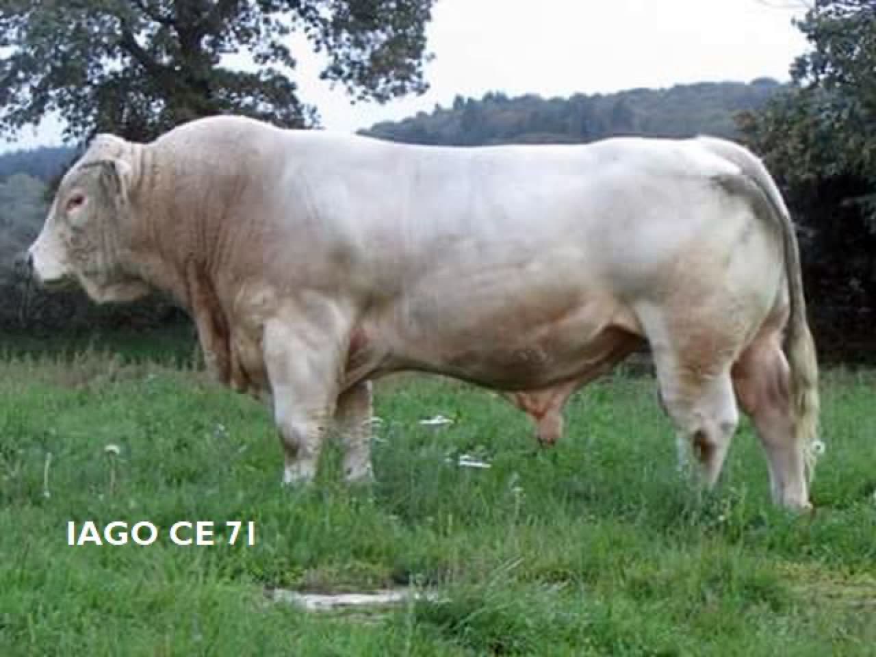 Taureau IAGO