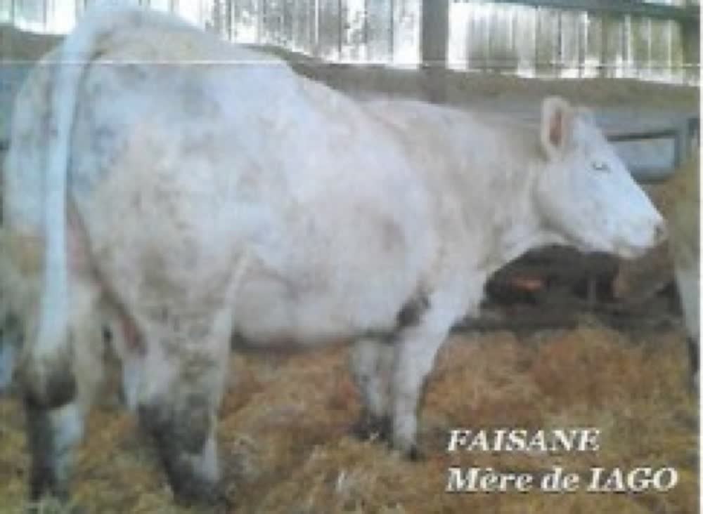Mère de IAGO