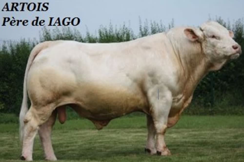 Père de IAGO