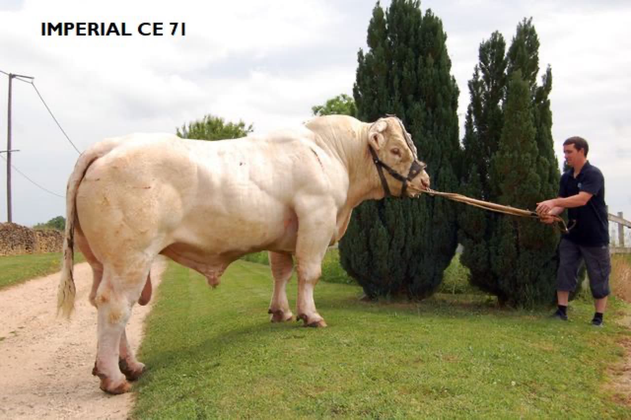 Taureau IMPÉRIAL