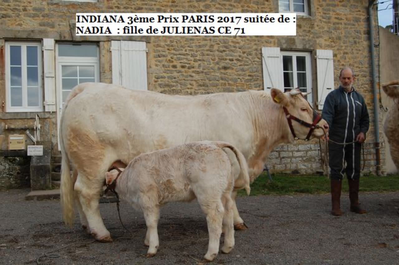 Taureau JULIÉNAS CE