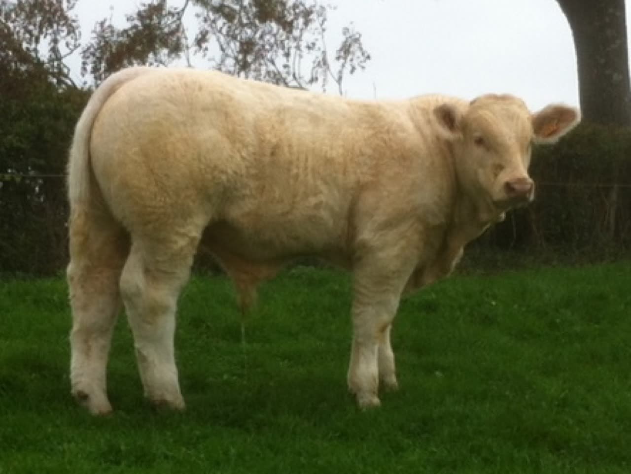 Taureau LEMPEREUR