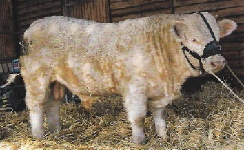 Taureau MIRABEAU CE