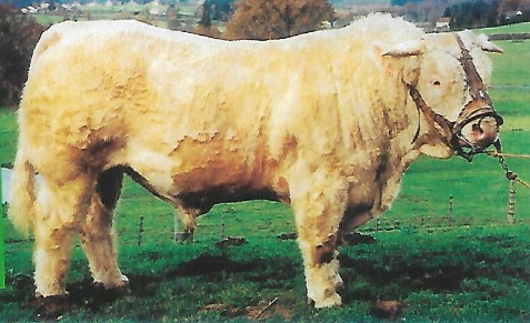 Taureau OLMETO