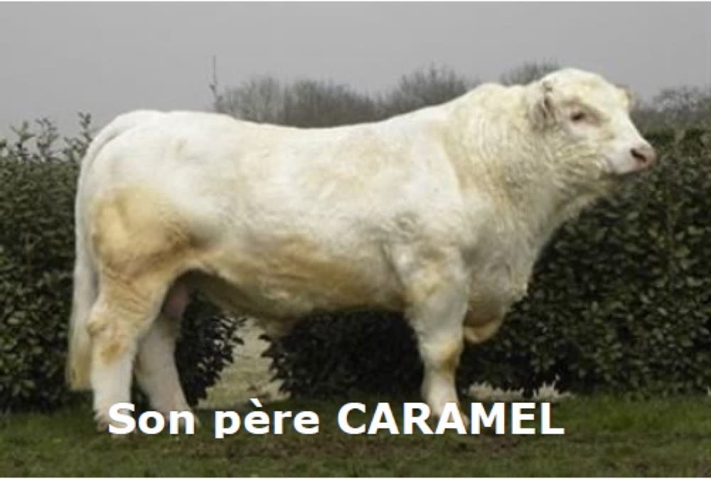 Caramel, père de PADDINGTON