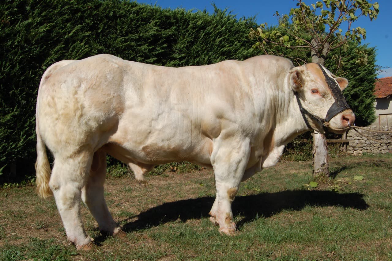 Taureau RÉGLISSE
