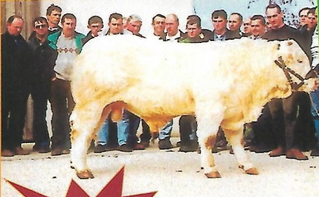 Taureau RONALDO