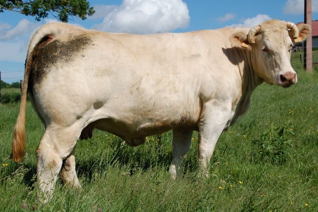 Production de RONALDO — photo 2