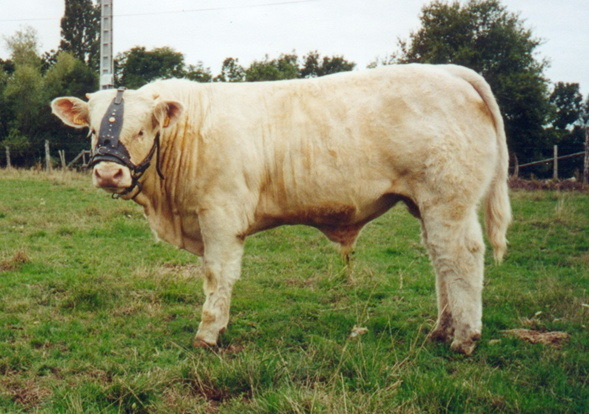 Taureau SOPRANO