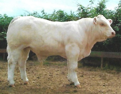 Taureau VERGLAS